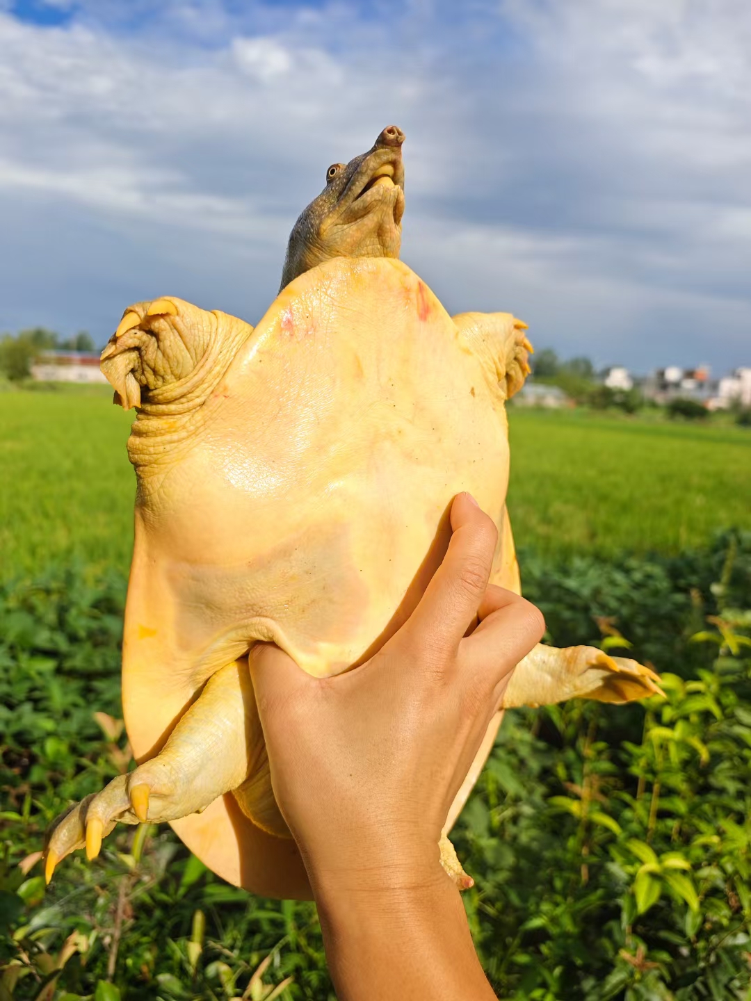 一物一拍专属链接  外塘生态散养鲜活食用中华鳖团鱼包邮包活  