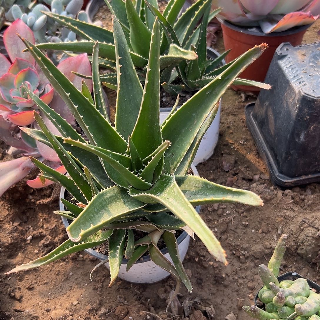 多肉植物芦荟群生