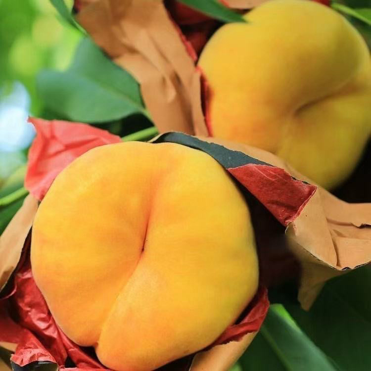 新鲜应季黄金毛蟠桃皮薄甜嫩多汁产地直采现发5斤