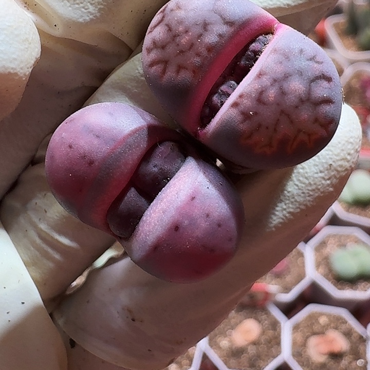 生石花等1111111。  325