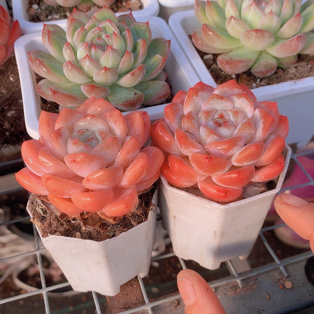 冰橙3567789999000000