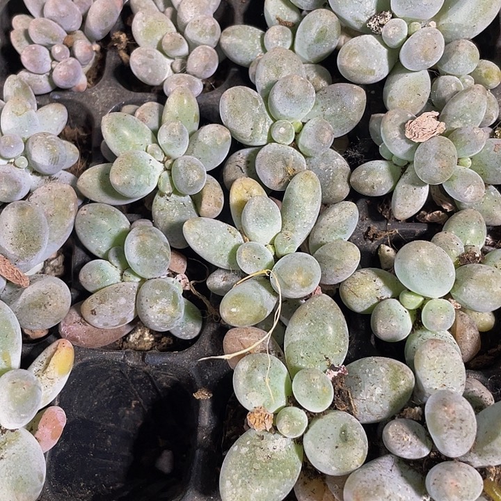 小汤圆1元带土发货