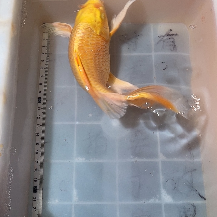 蝴蝶鲤鱼渔场直发13