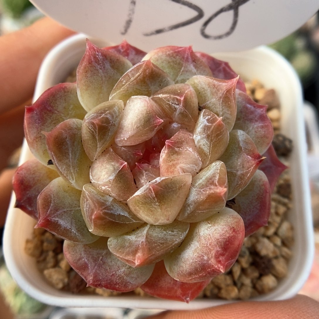 糖心冰魄可拍738号。