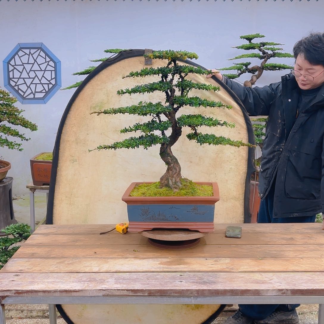 木红芽罗汉松带盆