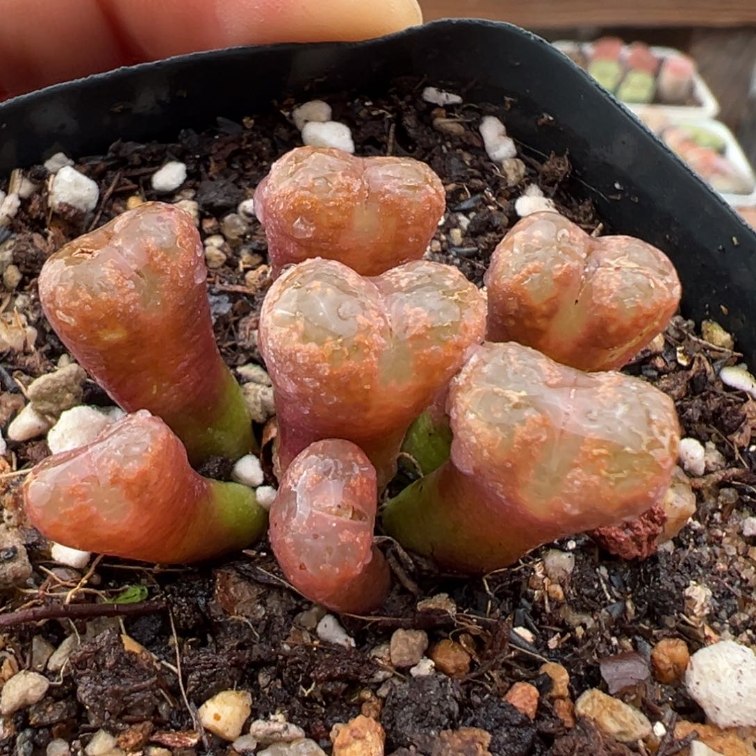 1.18好看的多肉464