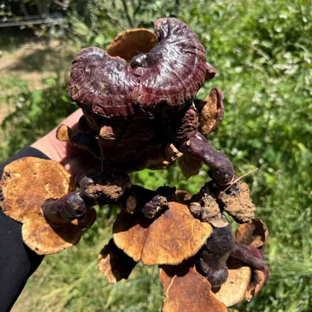 白心白肉赤灵芝西藏高原灵芝