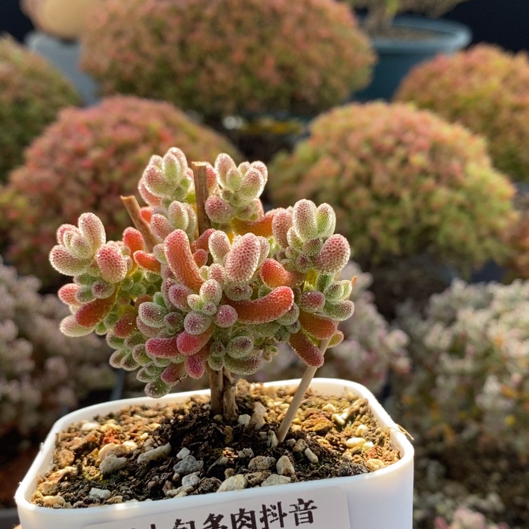 实生冰晶3788枝干番杏