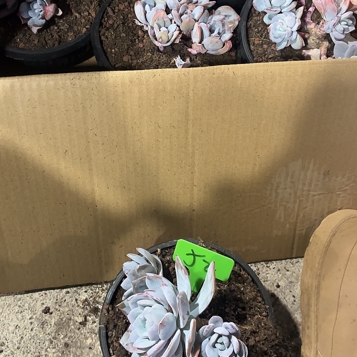 蔡***蔡奶茶缀化多头群山52