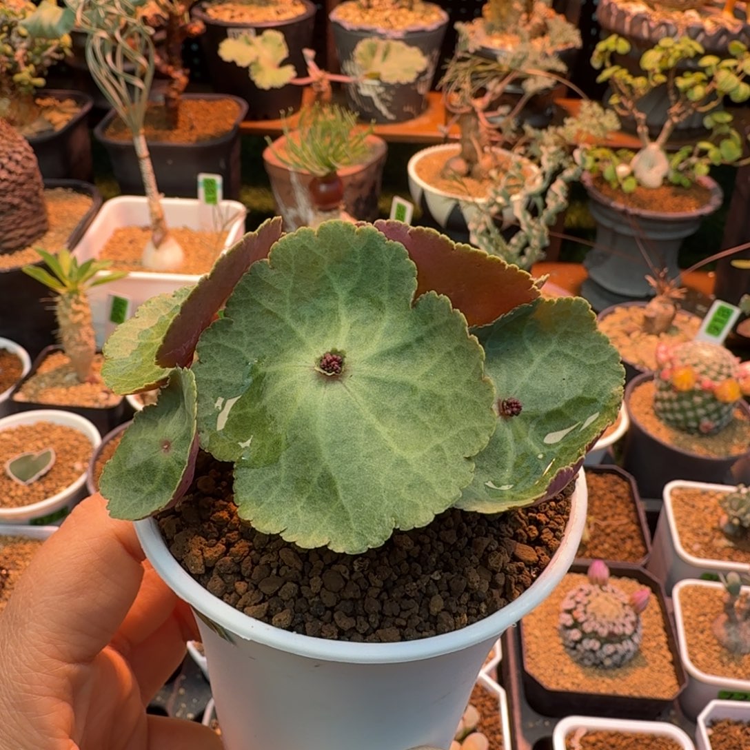 小雨伞249 仙人球