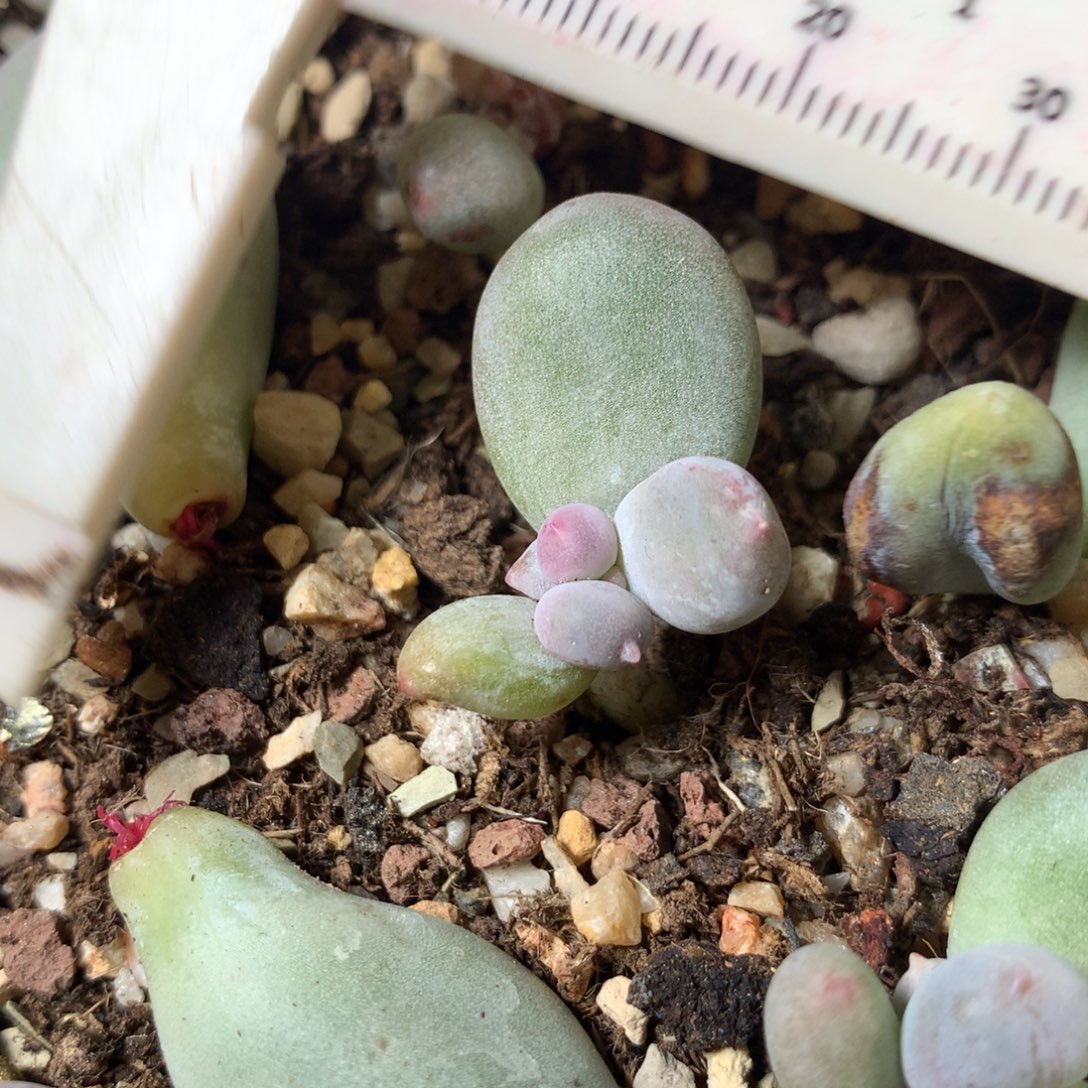 miken有点锦纹米可奶