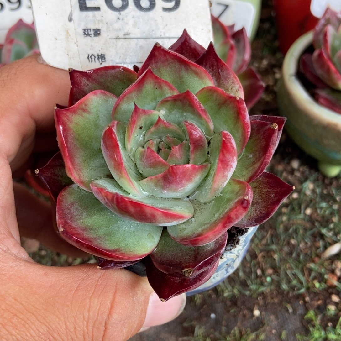 惊鸿惊鸿一瞥669号楼