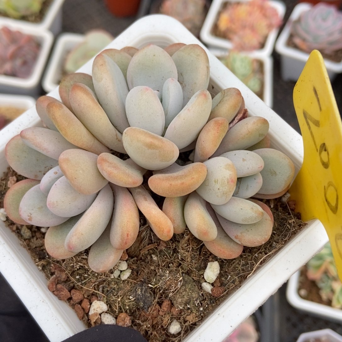 200粉兔多肉植物