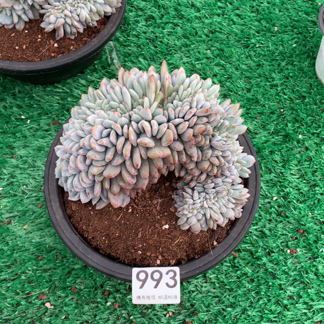 993橙子缀多肉植物