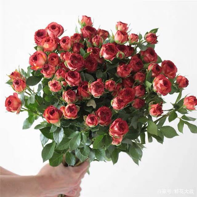 巧克力多头泡泡玫瑰鲜花云南基地直发水养切花花束客厅装饰