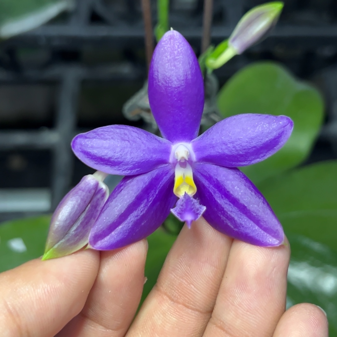 完全开放l279三寸ys1199