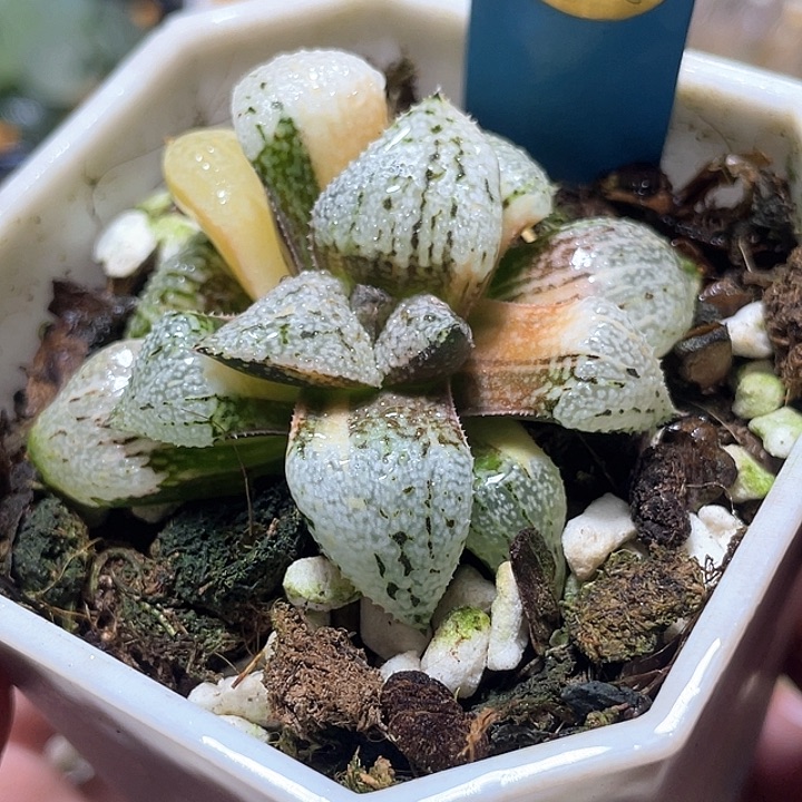 506潘多拉白银锦特选福利