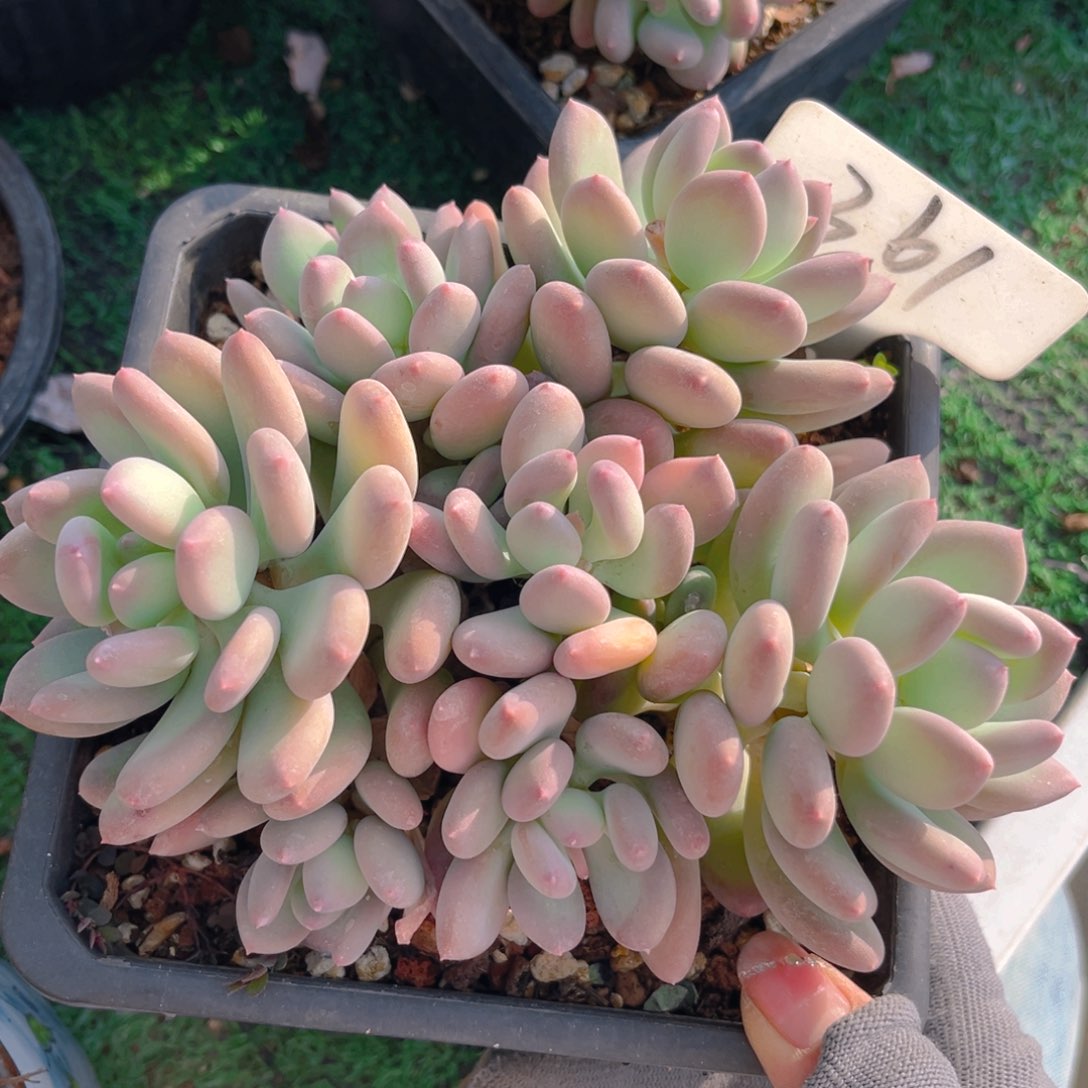 三日月美人888888888888888