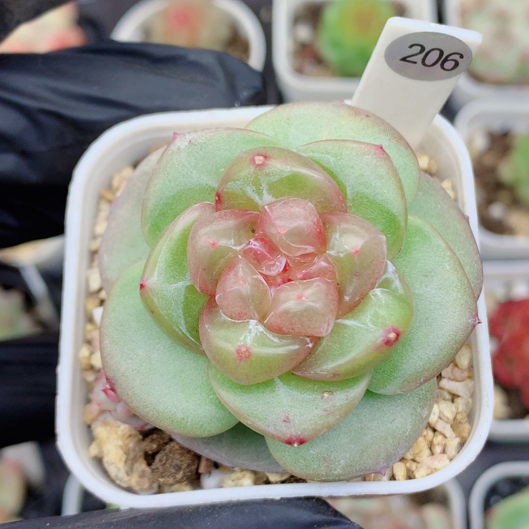 珍妮58包邮  群生不包整206