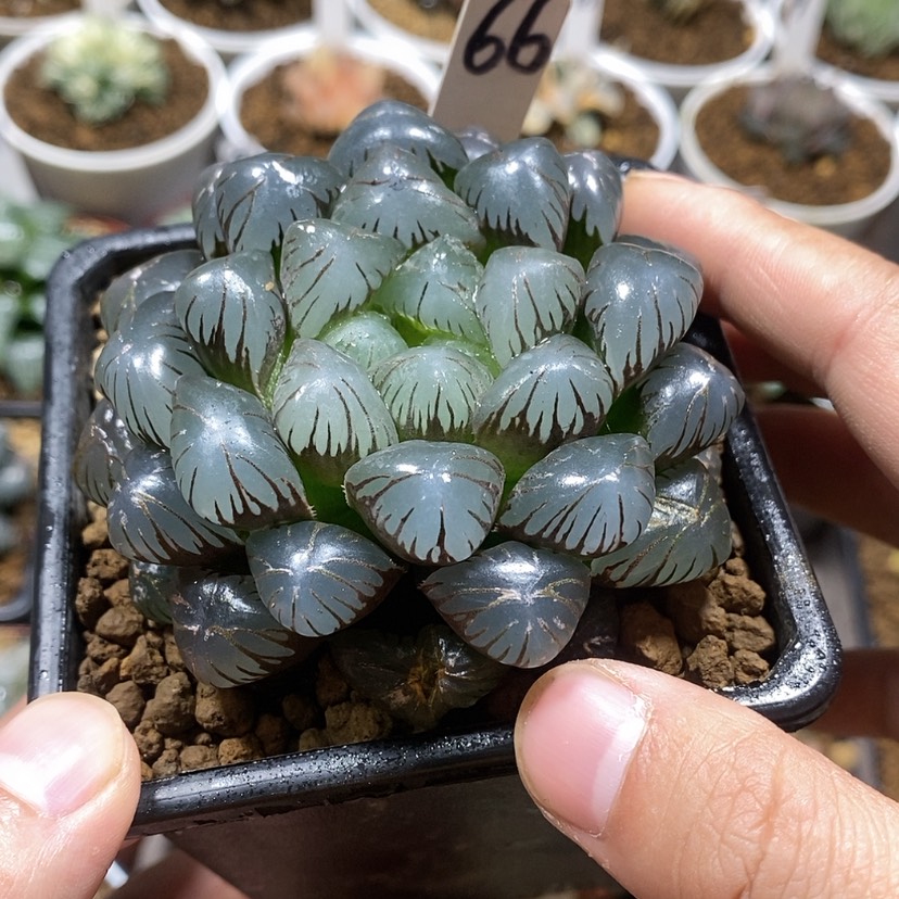 【闪购商品】66 ob母本