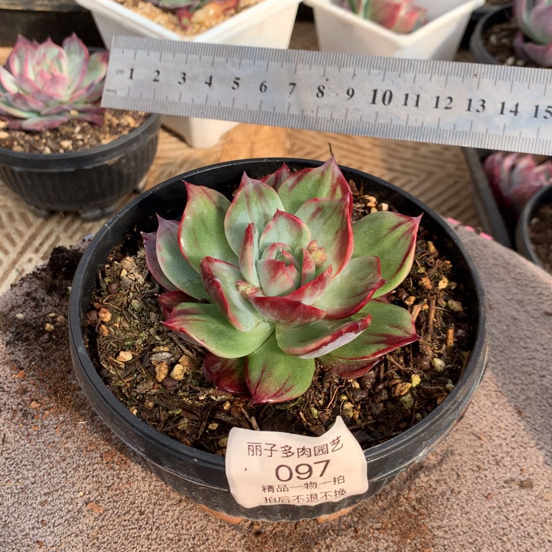 O*097惊鸿一物一拍。尺寸9。多肉植物