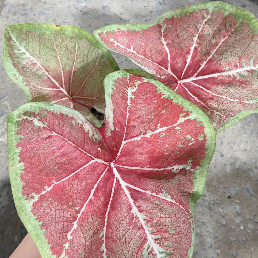 259-0121西瓜彩叶芋泰国发货