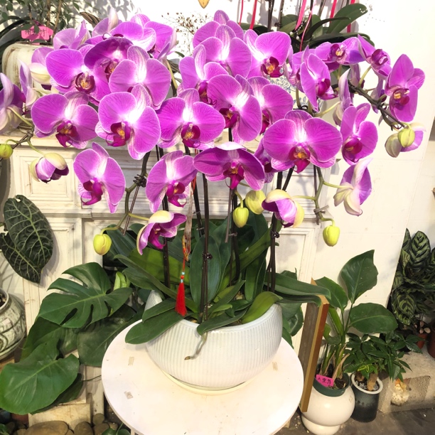 66大顺，情人2号蝴蝶兰幸福向你飞来，摆家里富贵吉祥，送朋友表达美好祝福