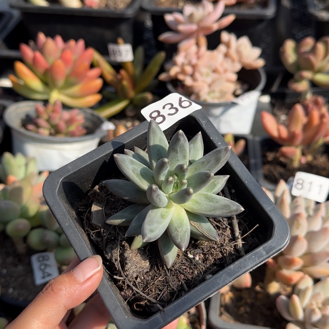 836号一物一拍一物一拍