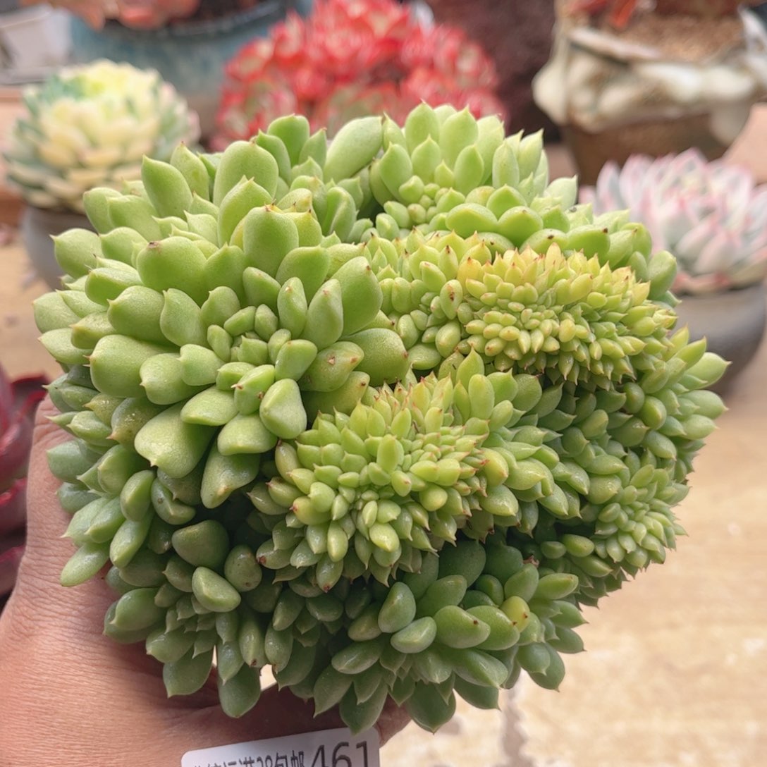 461爱尔兰锦德华多肉