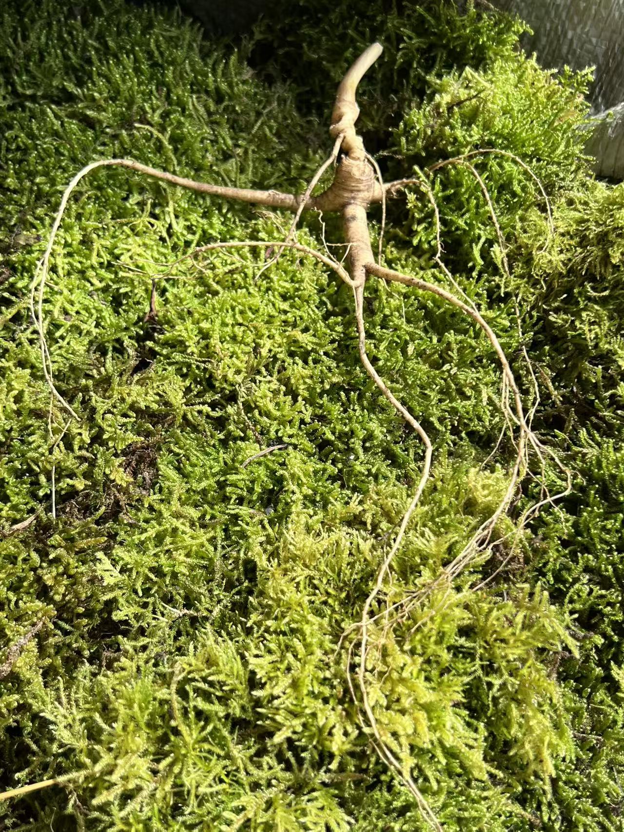 林下参 改价链接 