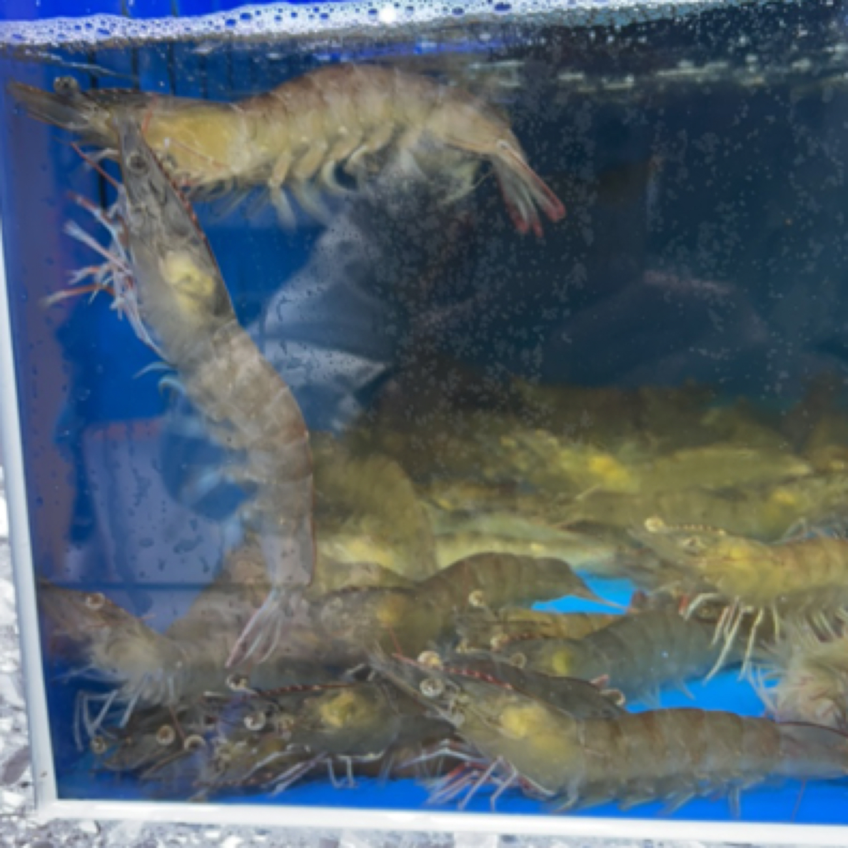北海直达基围虾20头50一斤
