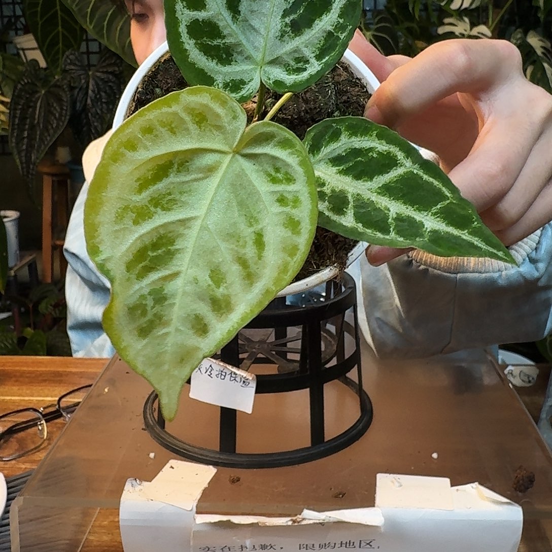 完全开放J120银色面纱杂白月光