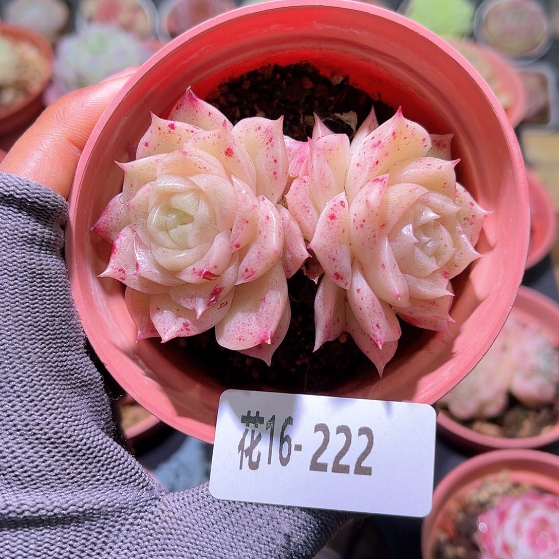 花16-222麦秆双头