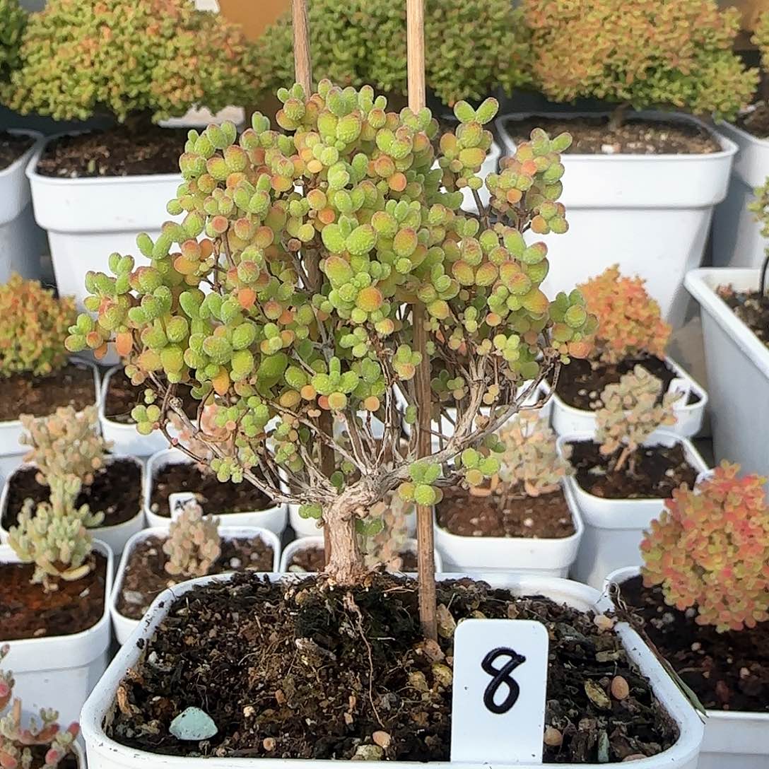 蜜橘糖球枝干番杏