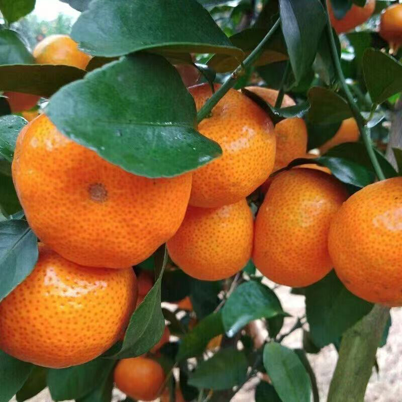 框装砂糖橘十斤带框小果