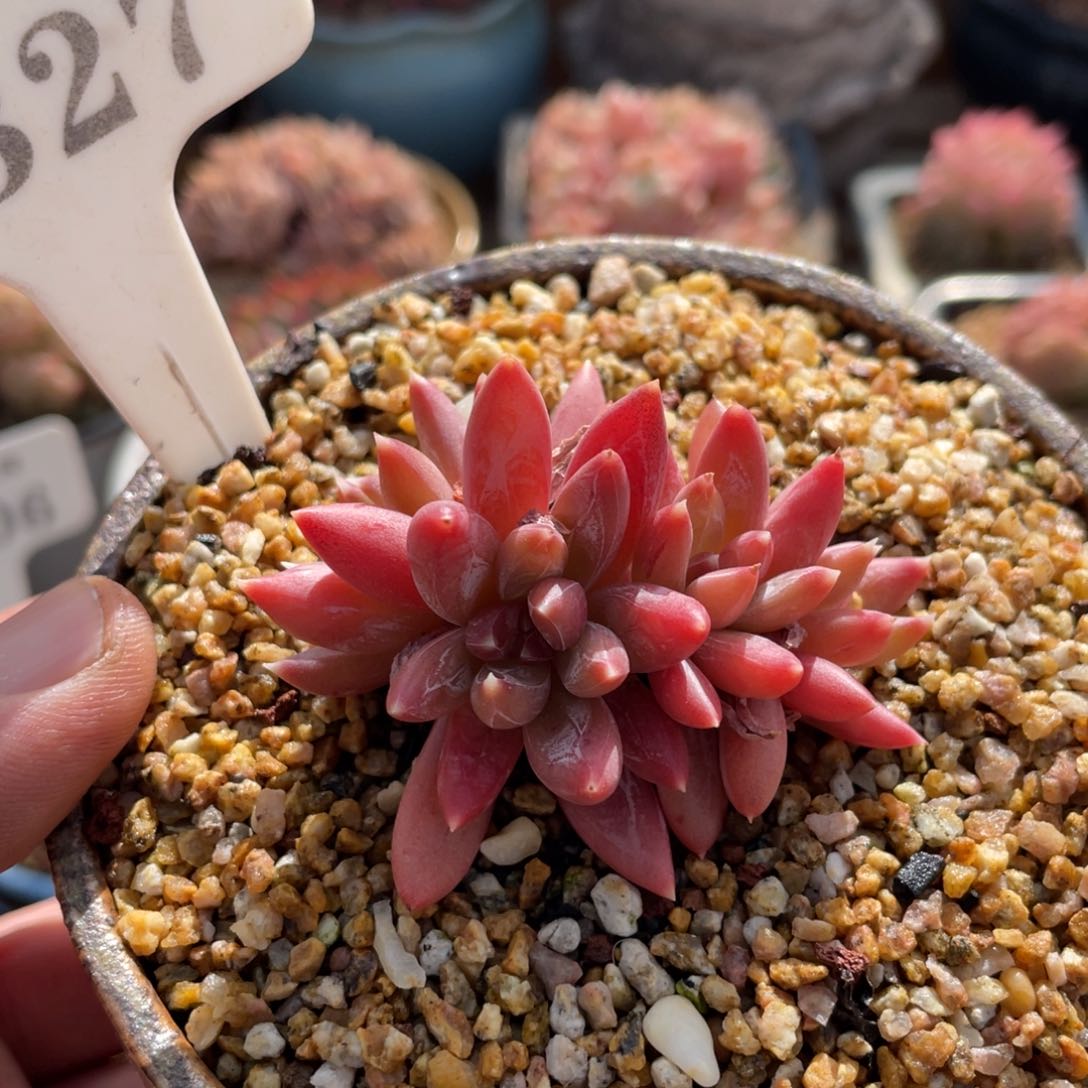 0327糖爪5厘米不带盆