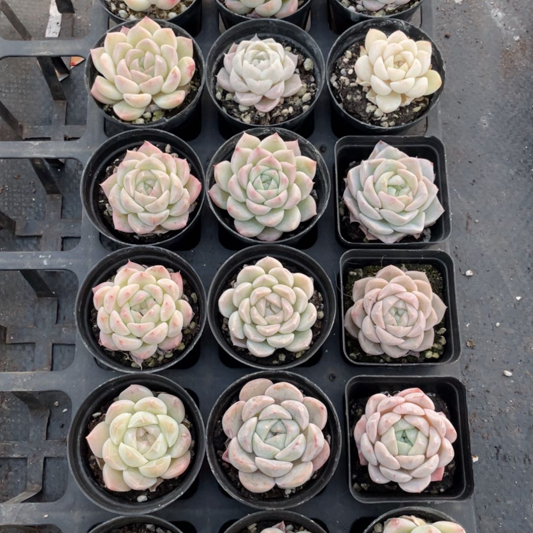 一物一拍18棵10-236