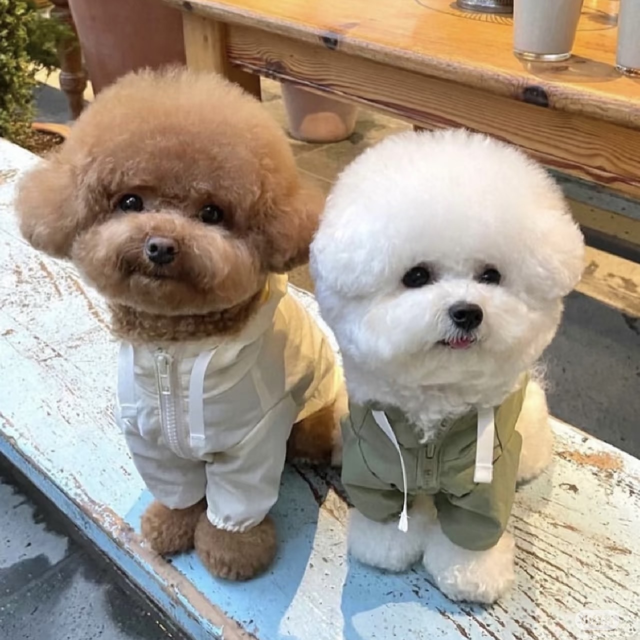 【丫丫比熊繁育 】活体狗狗