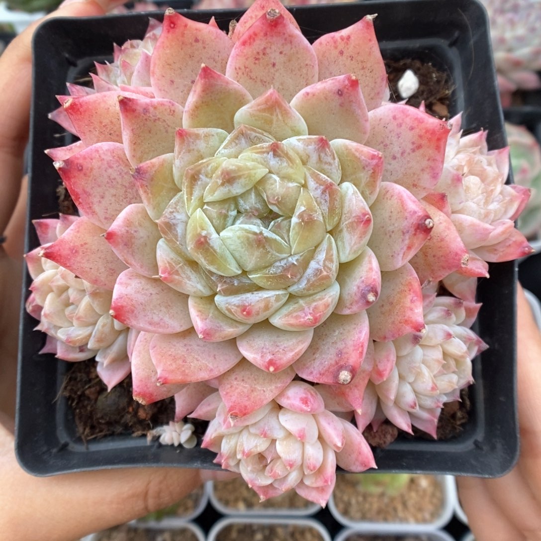 糖心粉魄捧花群生358号