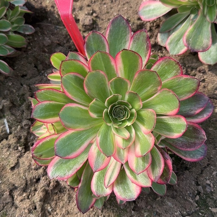 4-20黑魔锦多肉法师