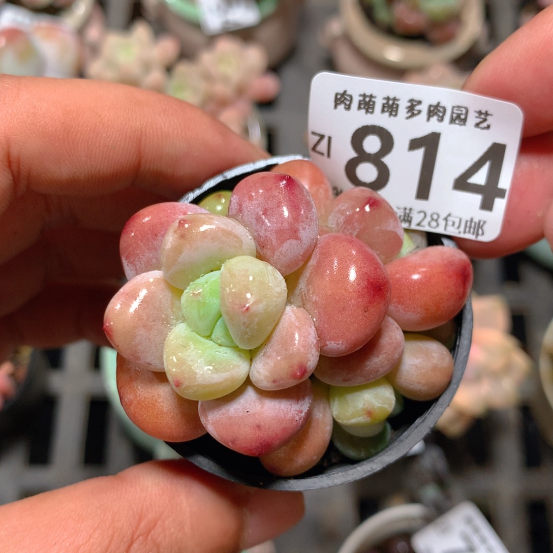 5CM拇指盆精控多肉ZI814