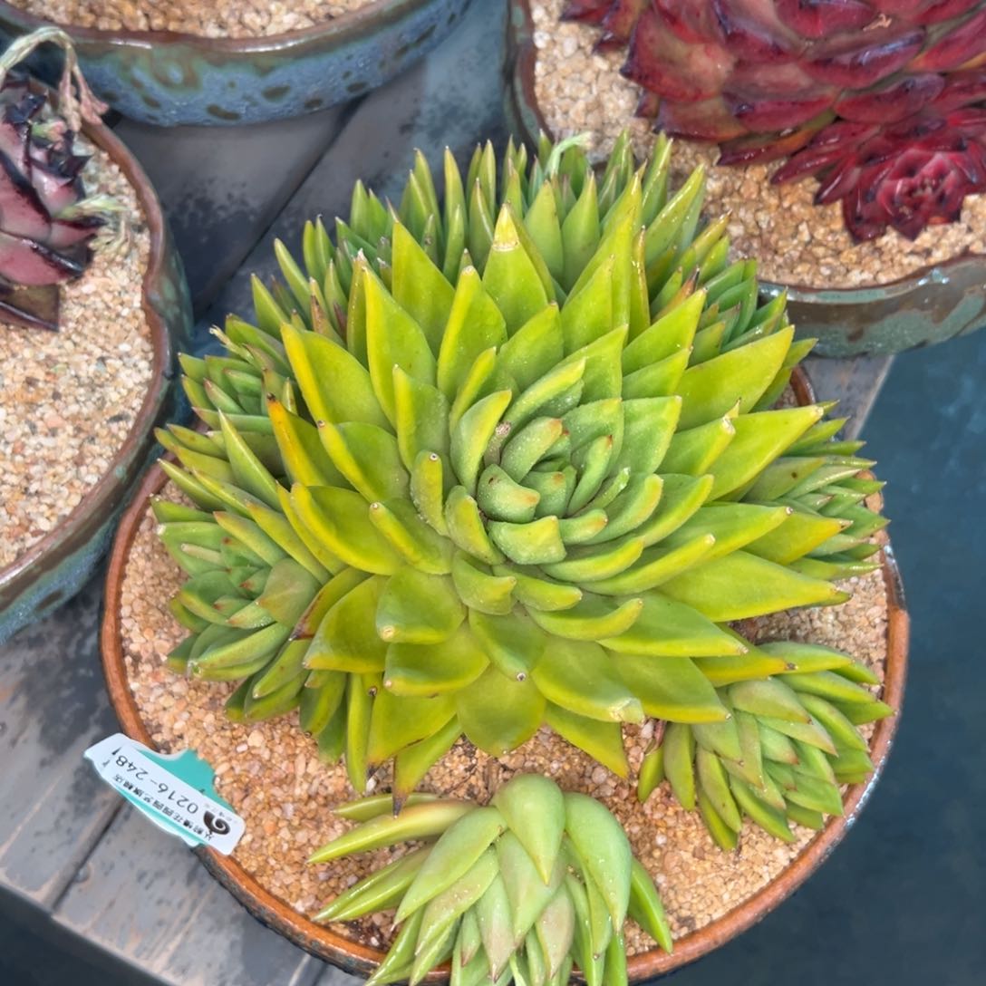 多肉一物一拍0216-2.2