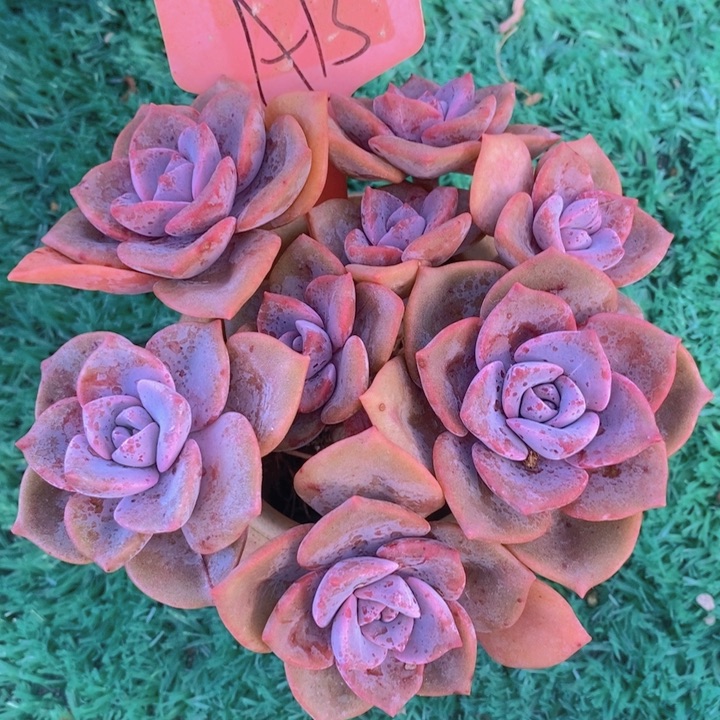 是吗这不还没有收到呢