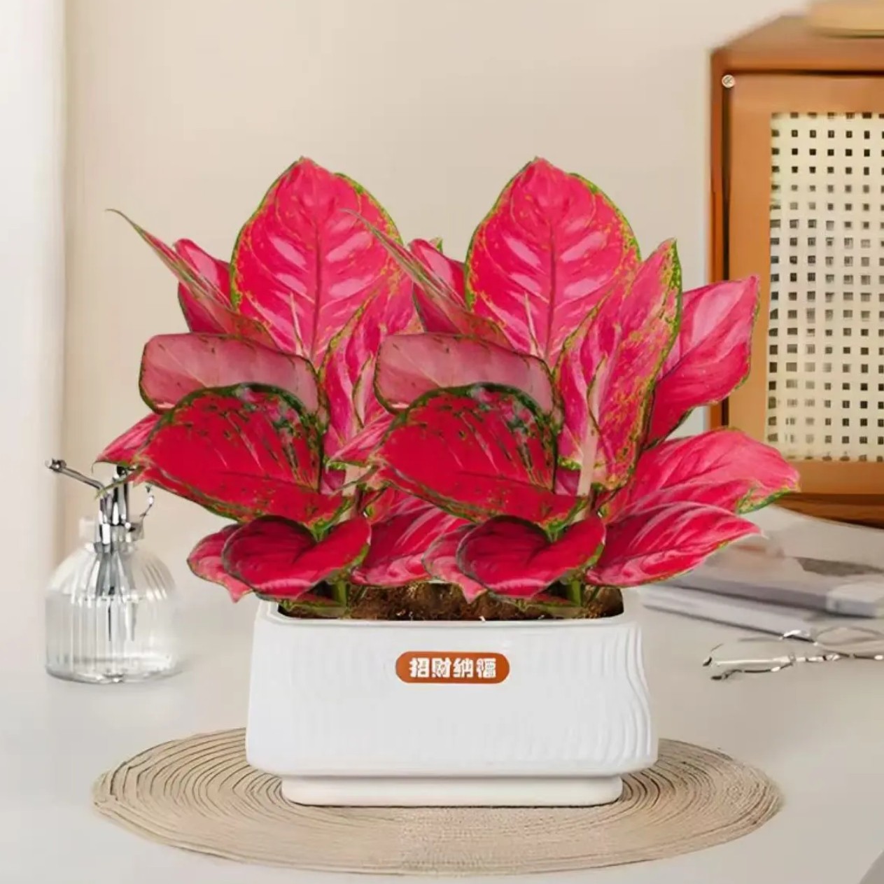 吉利红如意盆栽XM水培植物吸除甲醛好养四季易活