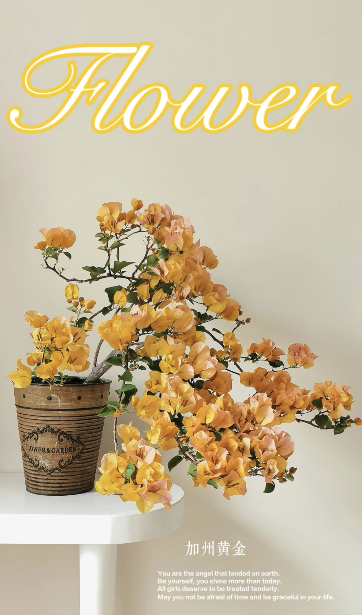 【16】三角室内室外阳台庭院种植好养易活爬藤耐旱盆栽单盆