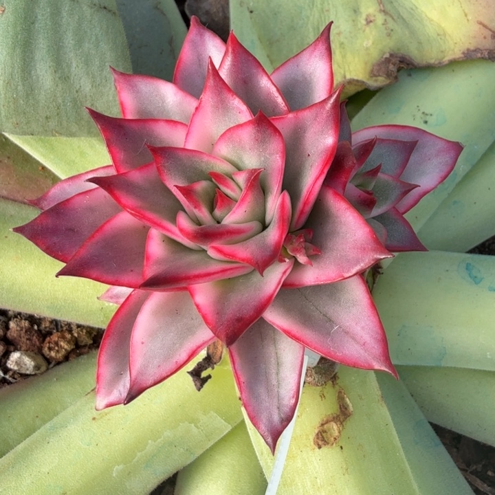 吉赛尔锦腹欧你锦带侧芽 