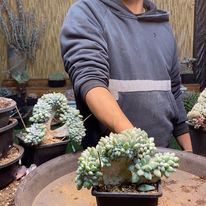 简****322号奶糖多肉植物