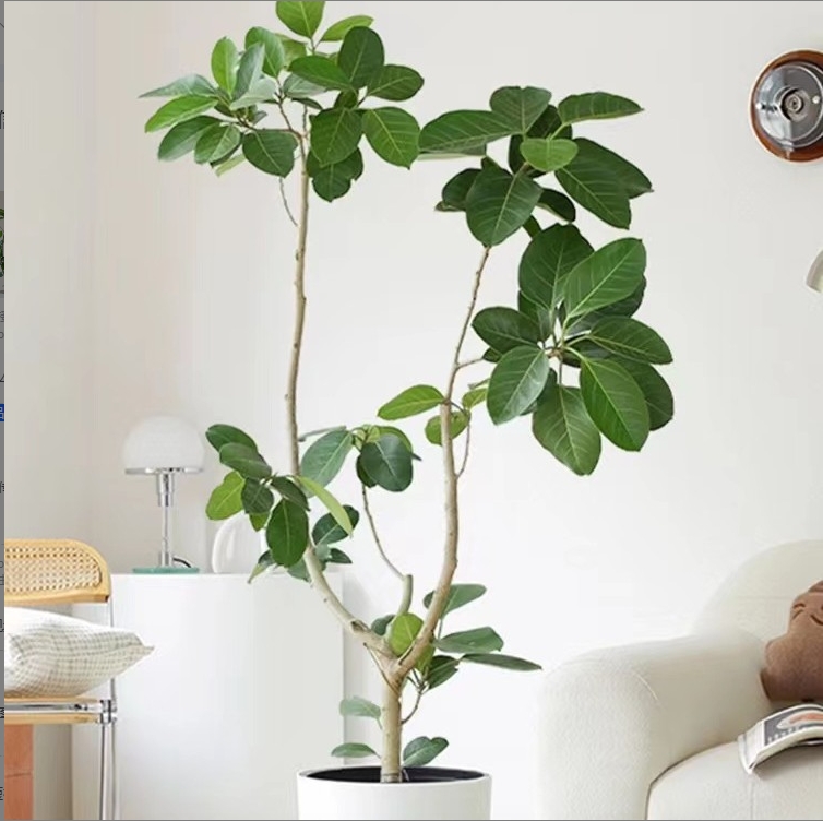 高山榕孟加拉青叶榕盆栽老桩造型客厅绿植落地好养花卉室内大型植