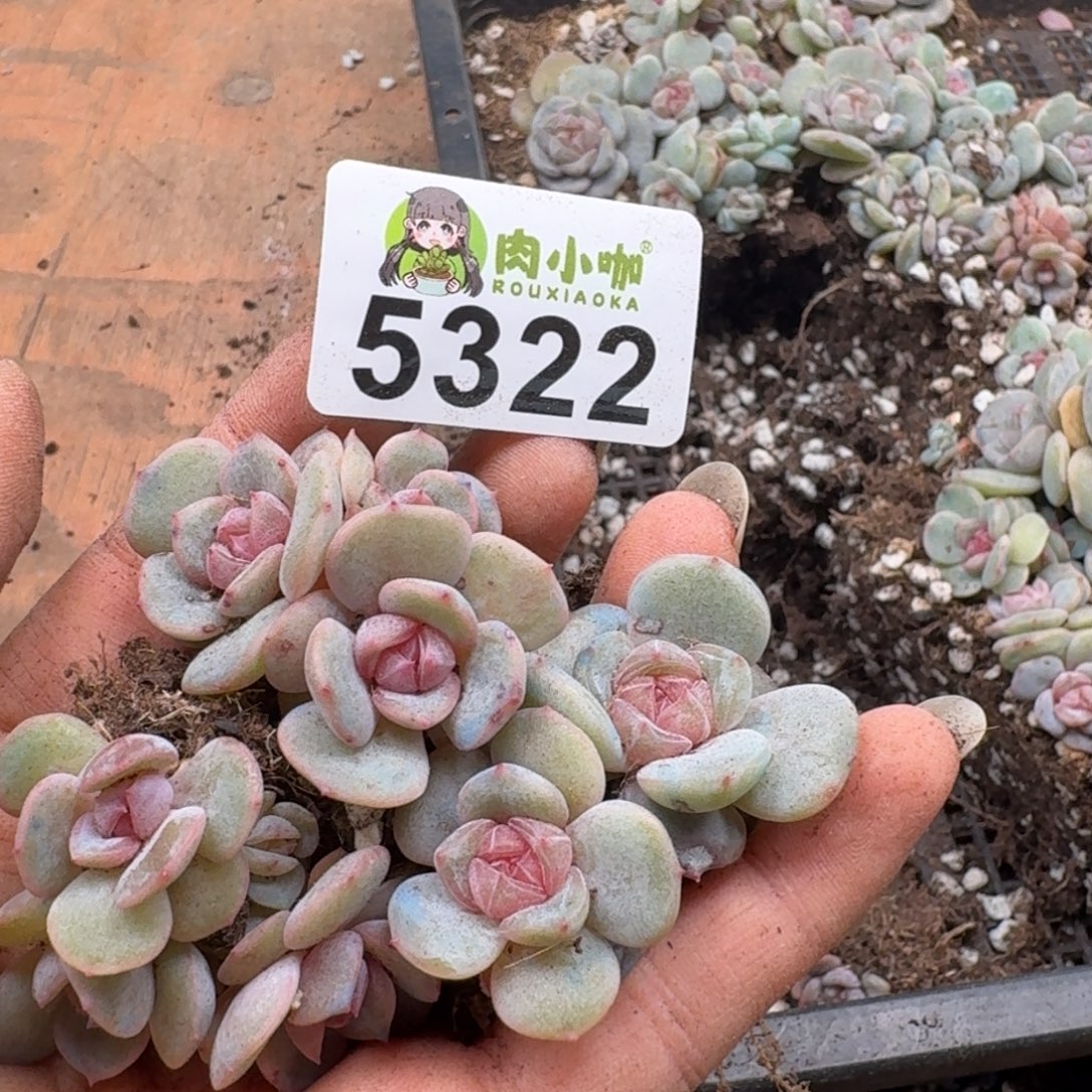 小***哇多肉植物多肉植物