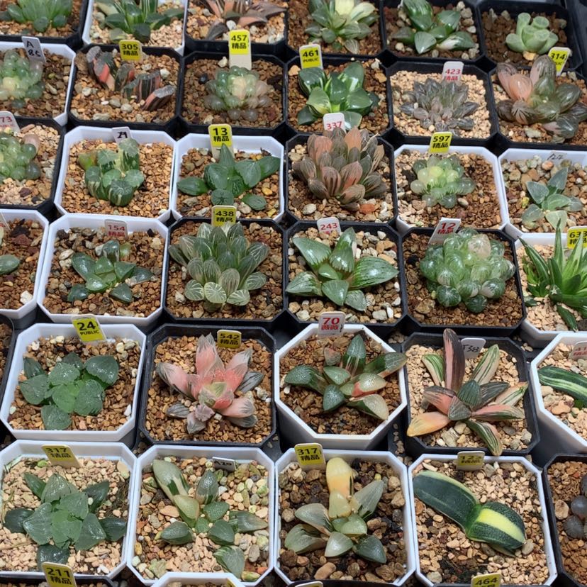 【闪购商品】?*俗巴蜀专拍222